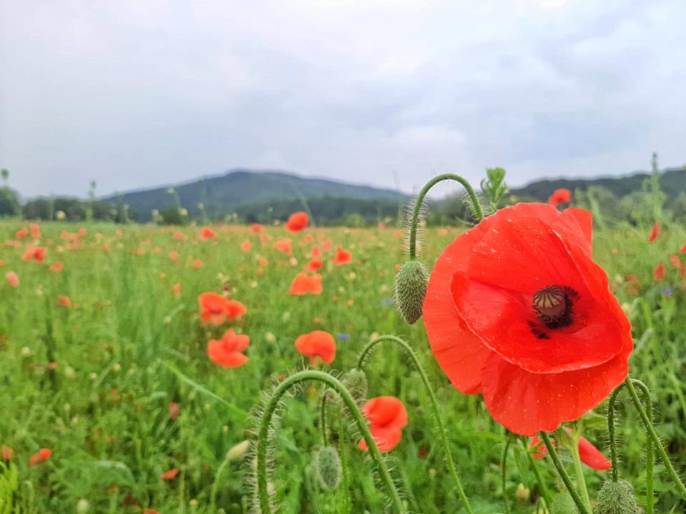 Oczami Szymon Garbacz "bajka o łące" 🌺🌿🌼🌸